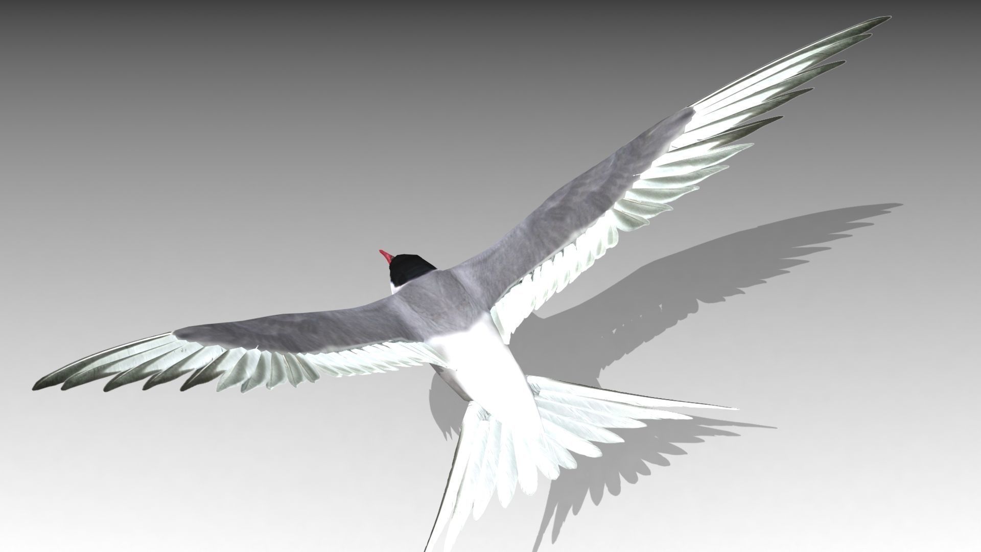 Arctic Tern Low-poly 3D model_11