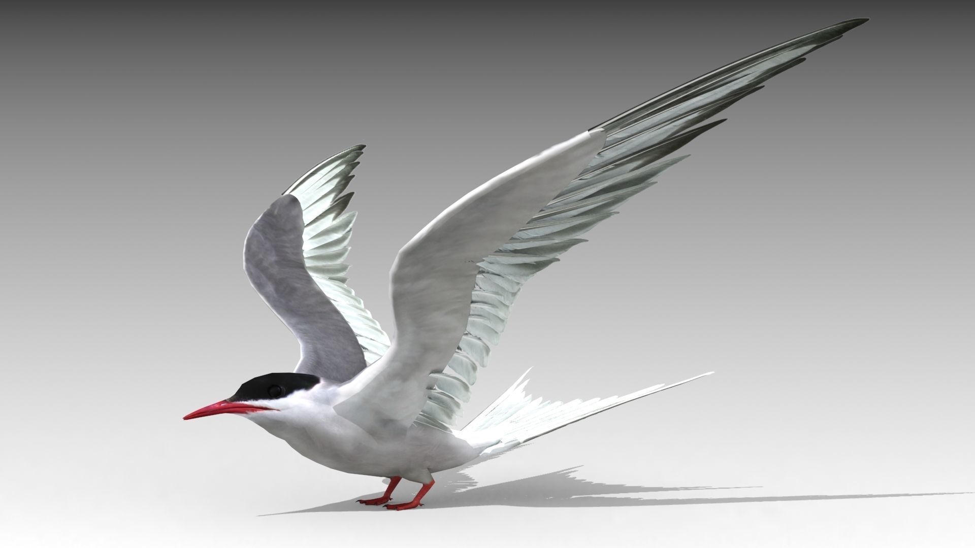 Arctic Tern Low-poly 3D model_9