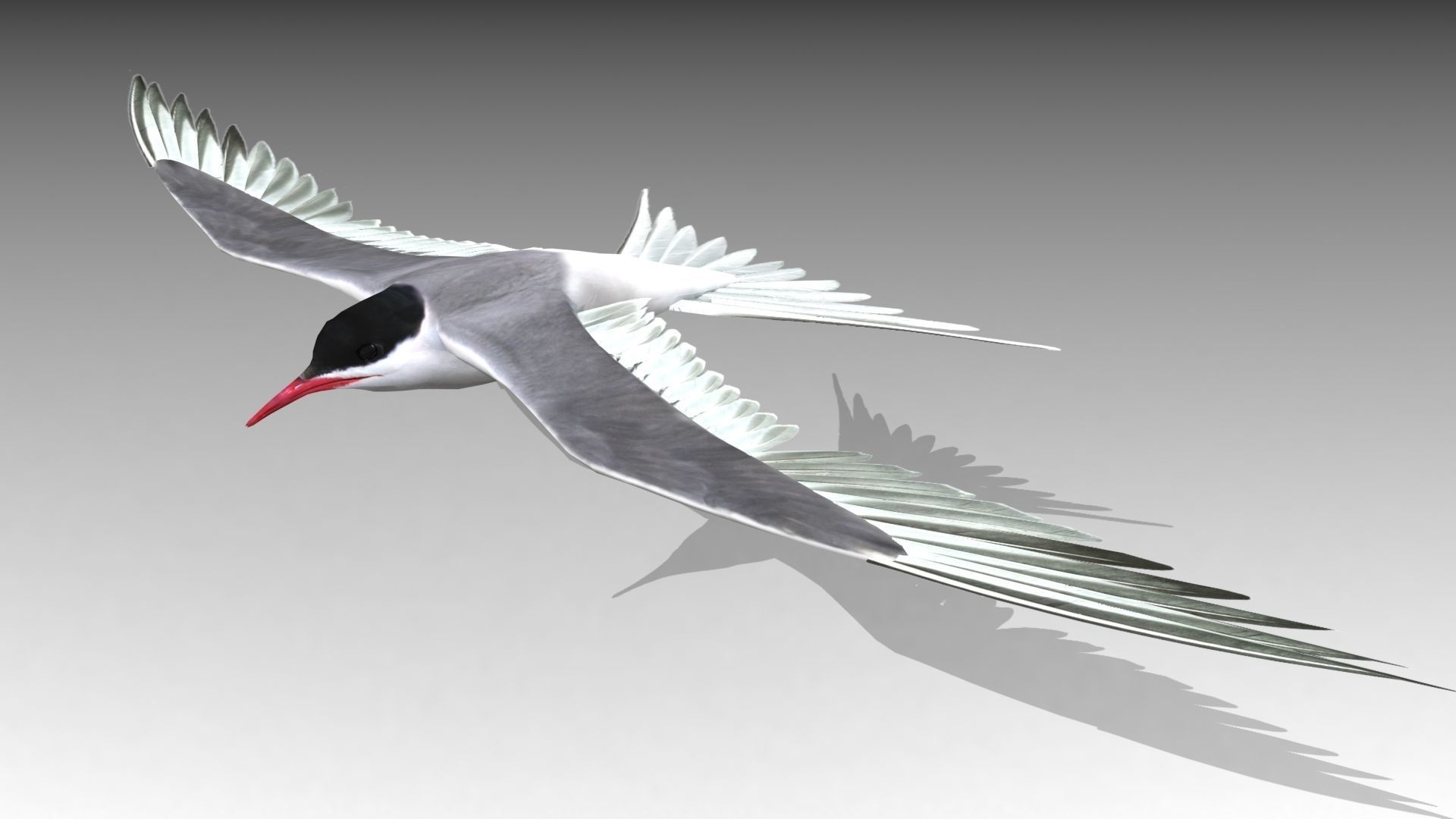 Arctic Tern Low-poly 3D model_5