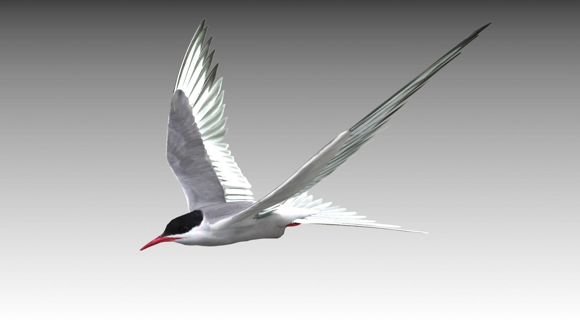 Arctic Tern Low-poly 3D model_7