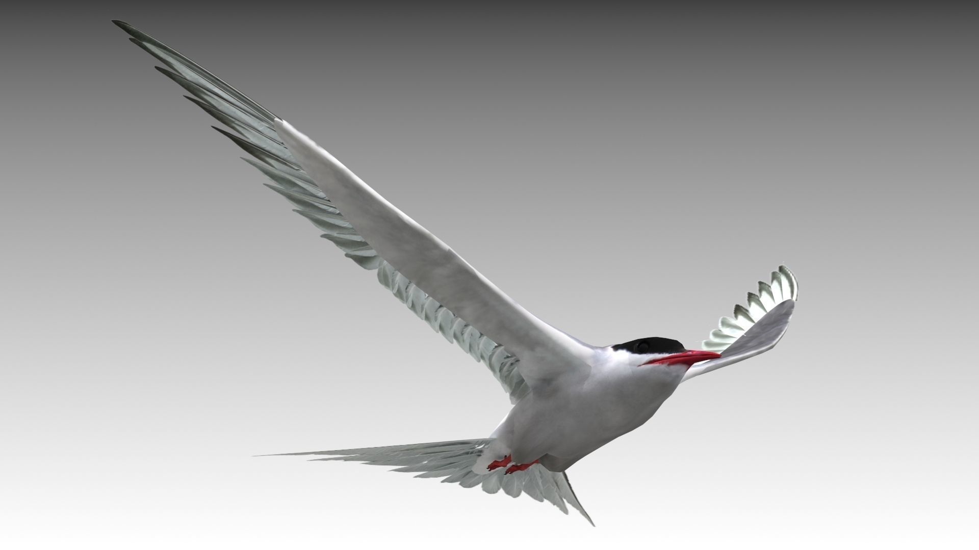 Arctic Tern Low-poly 3D model_6