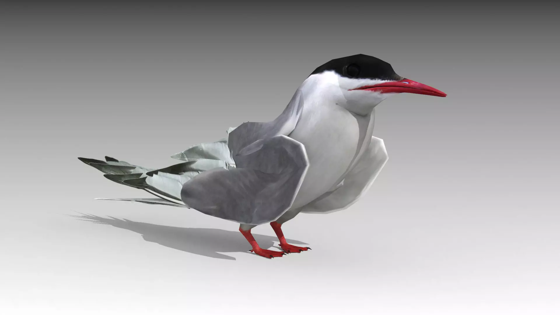 Arctic Tern Low-poly 3D model_0