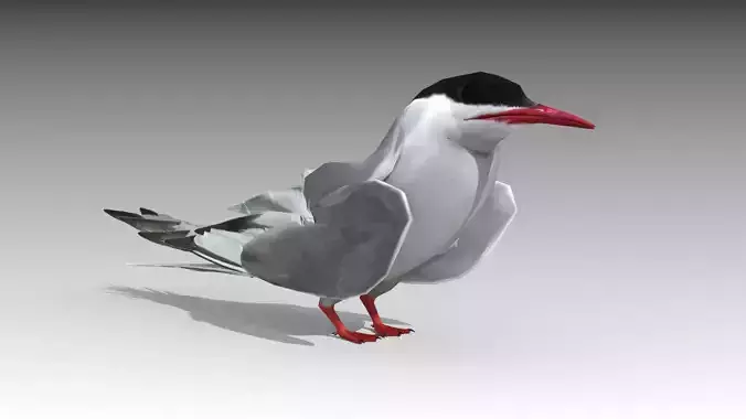 Arctic Tern Low-poly 3D model