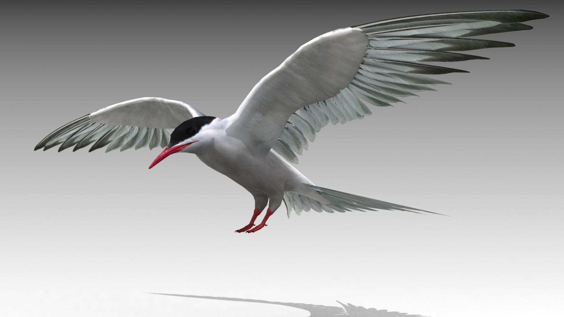 Arctic Tern Low-poly 3D model_3
