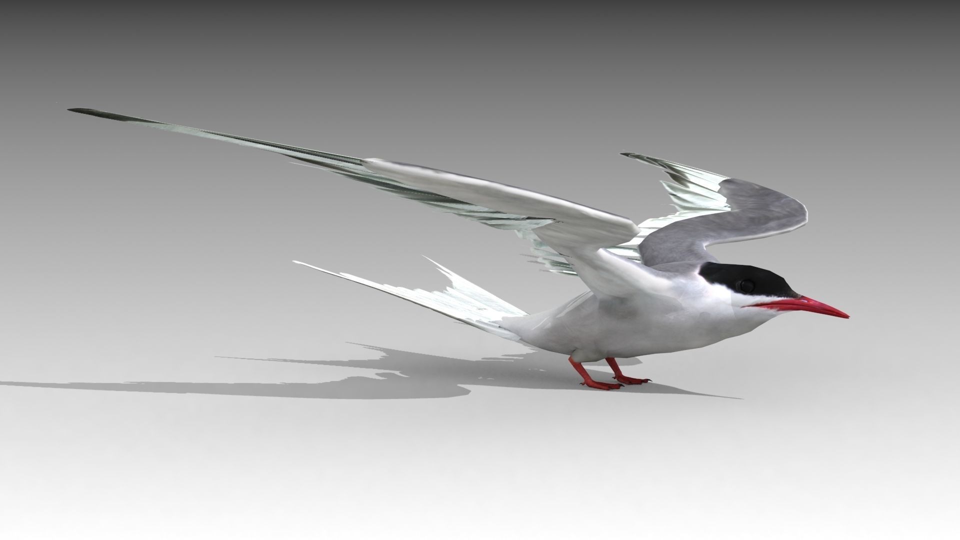 Arctic Tern Low-poly 3D model_2