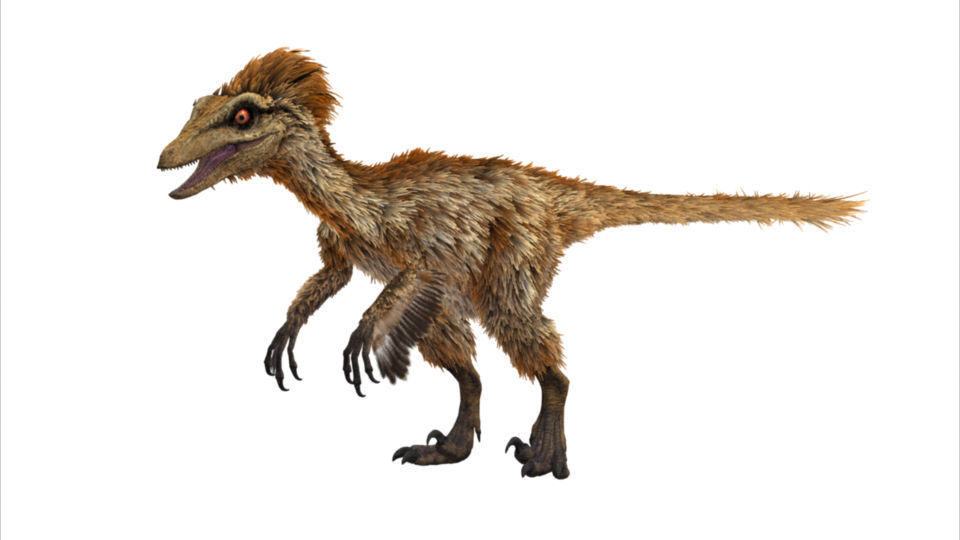 Troodon dinosaur Low-poly 3D model_8
