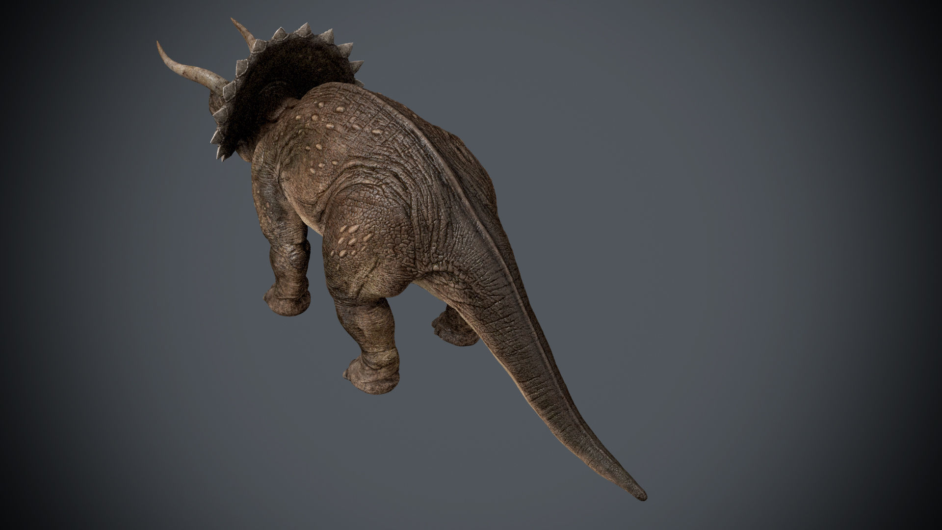 Triceratops - animations Low-poly 3D model_9