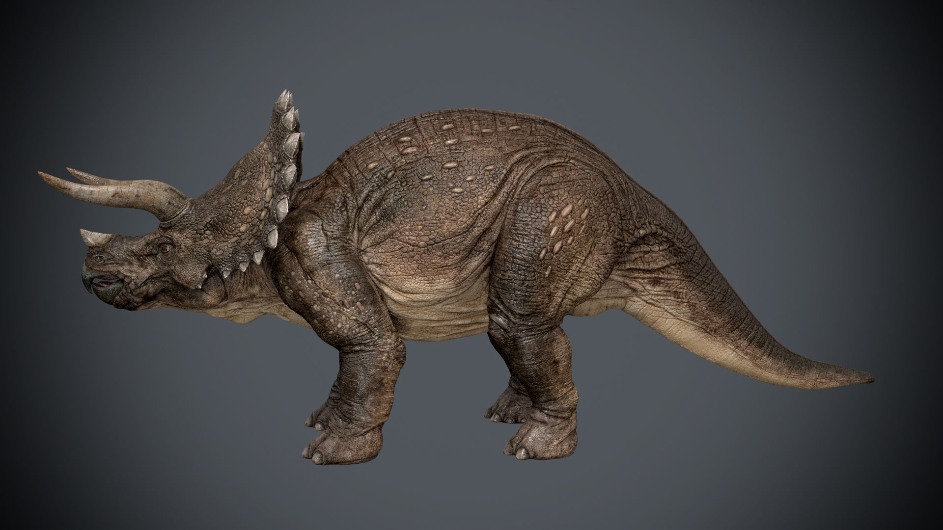 Triceratops - animations Low-poly 3D model_10