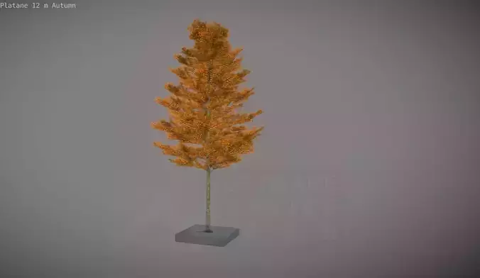 Platane 12m Autumn Low-poly 3D model