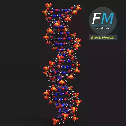 DNA Molecules 3D model