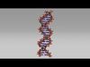 DNA Molecules 3D model_2