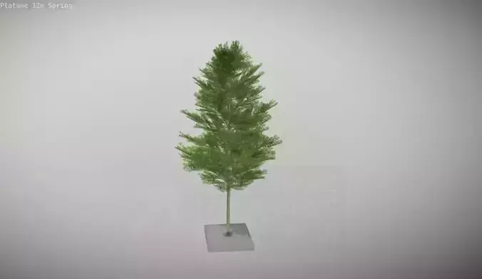 Platane 12m Spring Low-poly 3D model