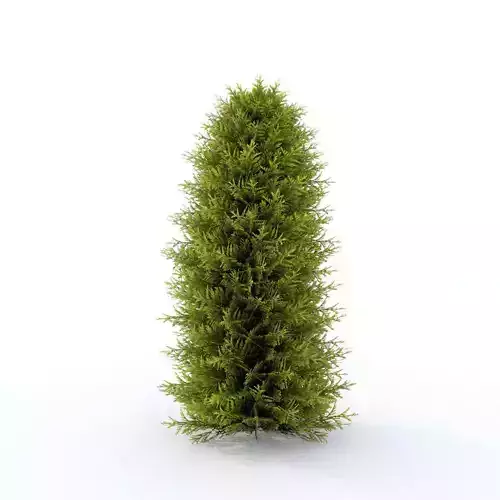 Thuja 01