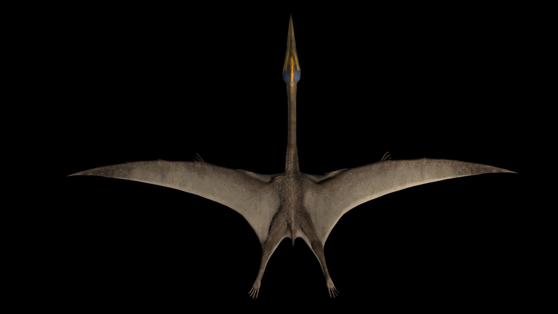 Quetzalcoatlus dinosaur flying in air Low-poly 3D model_1