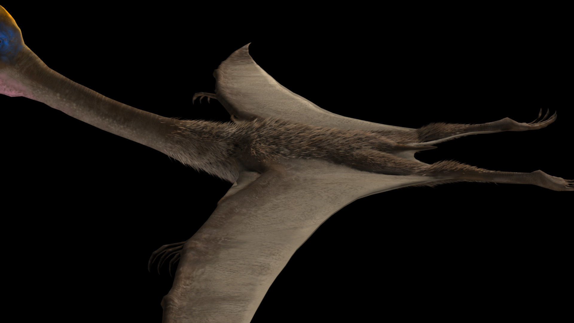 Quetzalcoatlus dinosaur flying in air Low-poly 3D model_2