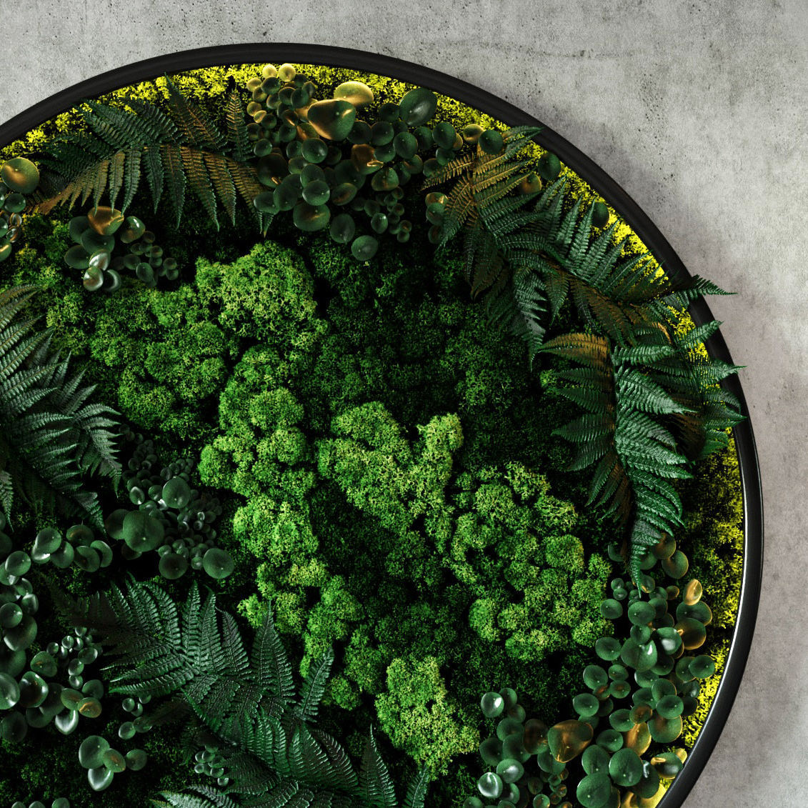 Fytodisk moss 3D model_2