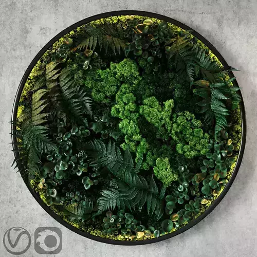 Fytodisk moss 3D model