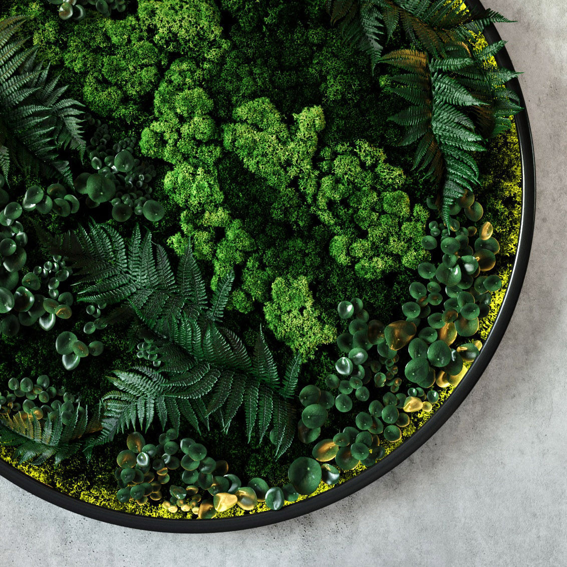 Fytodisk moss 3D model_4