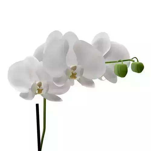 Orchid in geometric vase