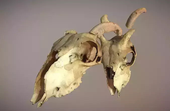 Photorealistic scanned cow skull with removable horns 3D model