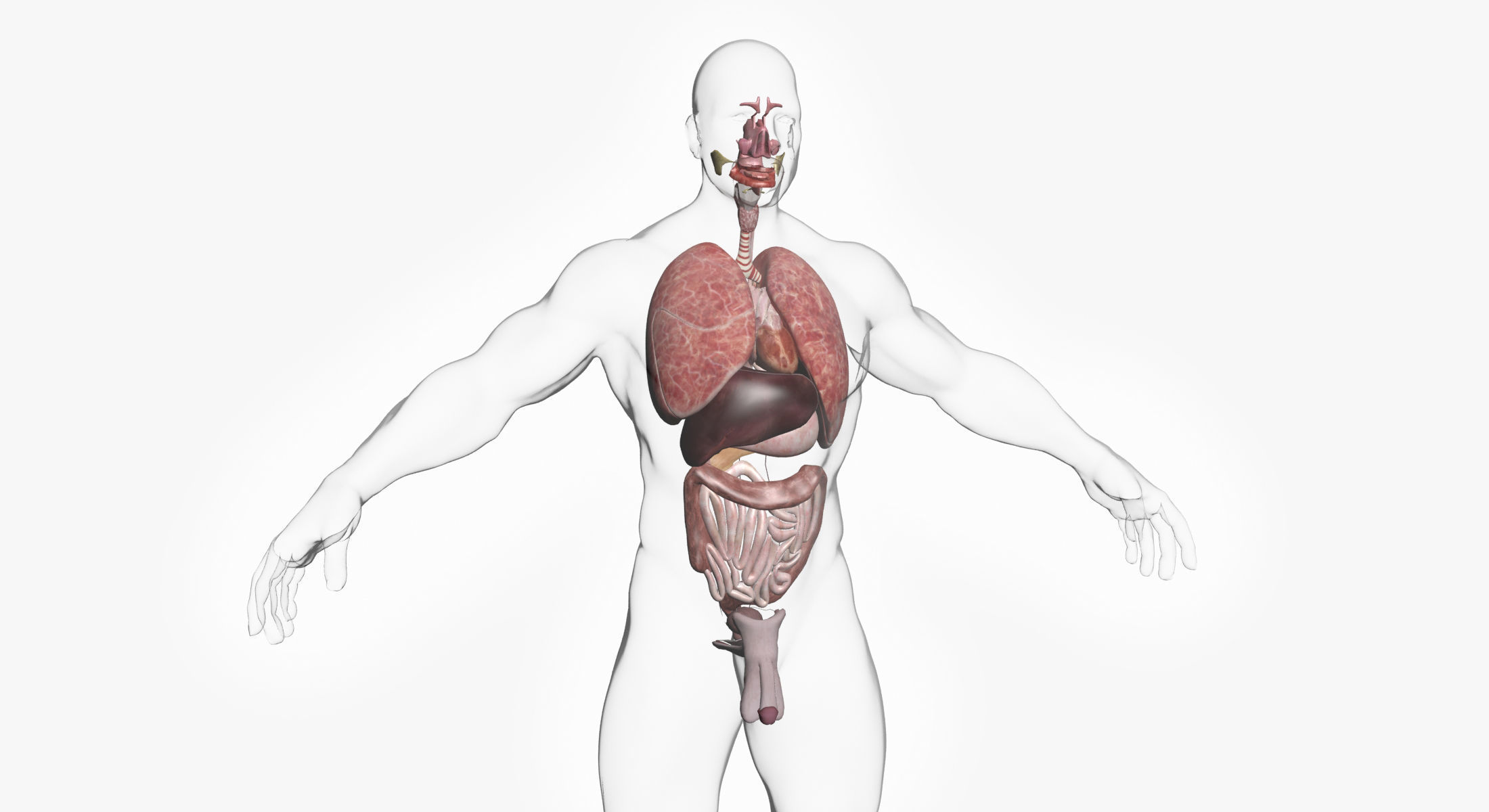 Male Body Full Anatomy 3DSmax 3D model_16