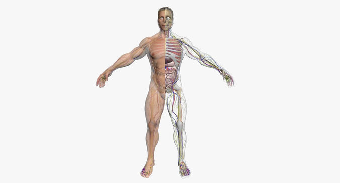 Male Body Full Anatomy 3DSmax 3D model