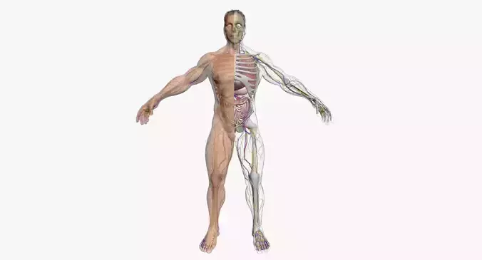 Male Body Full Anatomy 3DSmax 3D model