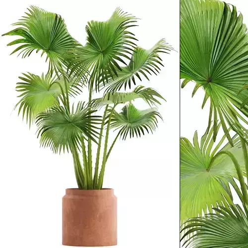 Palm in pot