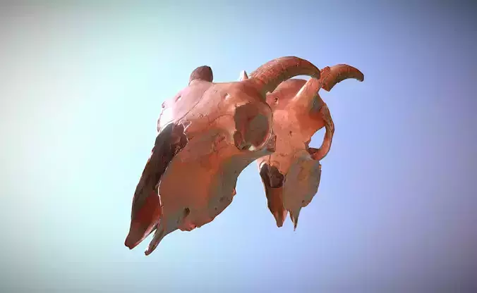 Photorealistic scanned low poly cow skull with removable horns Low-poly 3D model