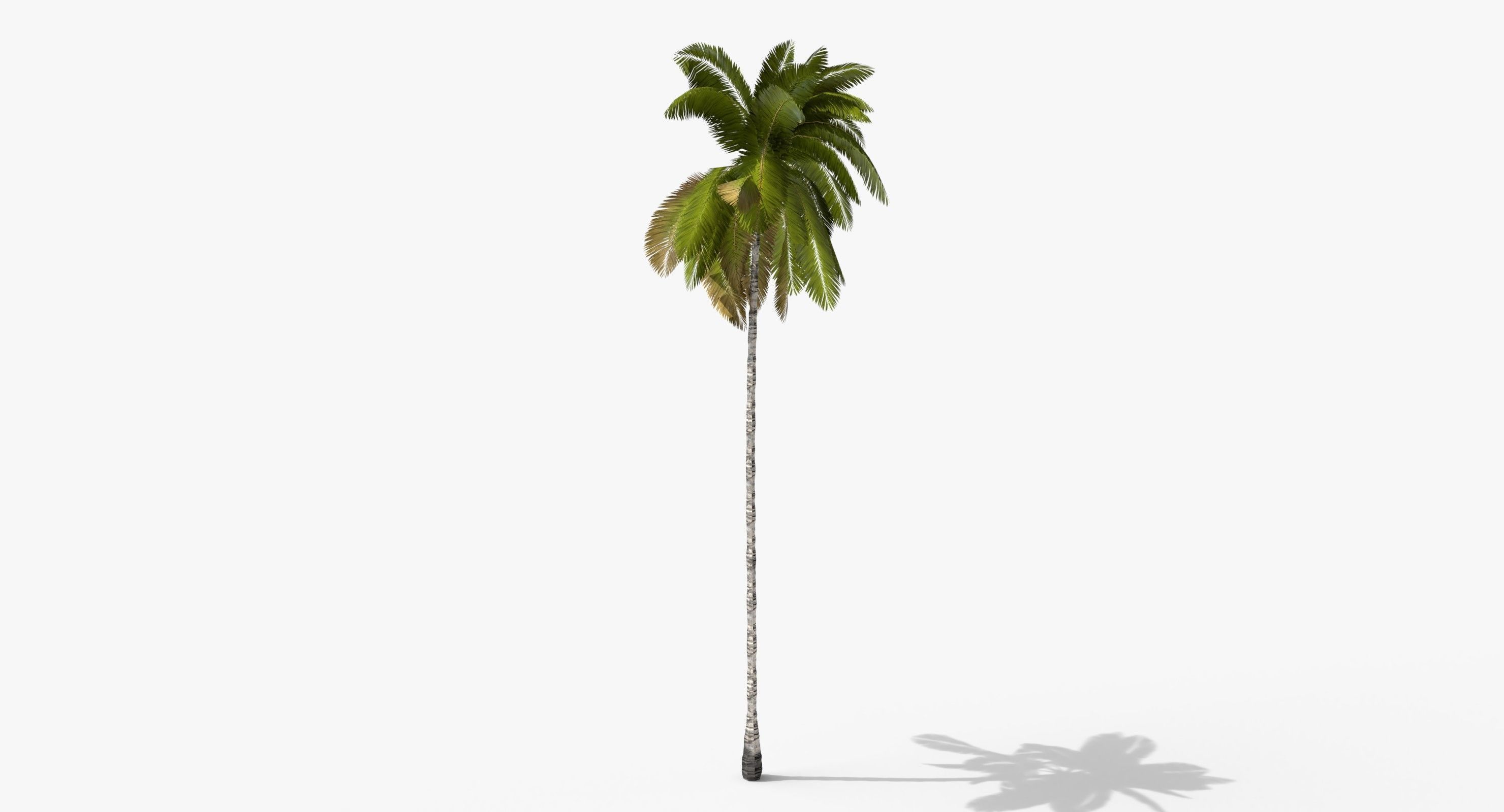 Coconut Palm Tree 3698-1 Low-poly 3D model_2