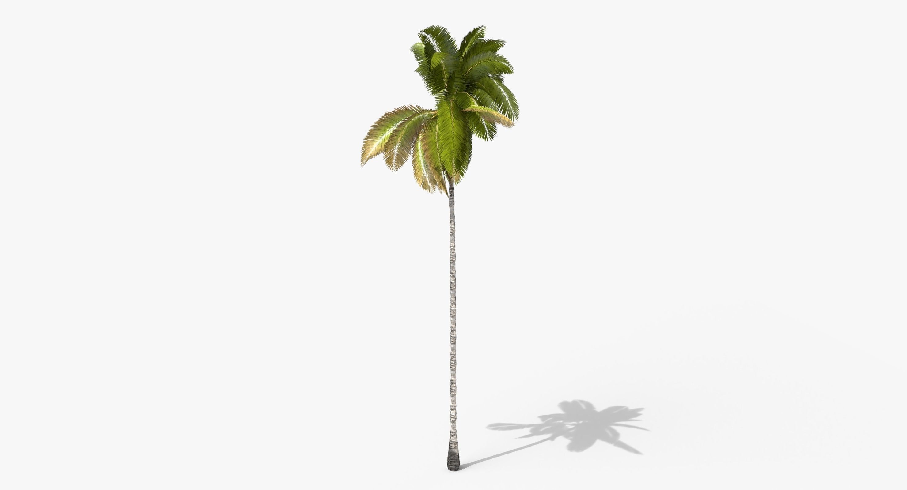 Coconut Palm Tree 3698-1 Low-poly 3D model_3
