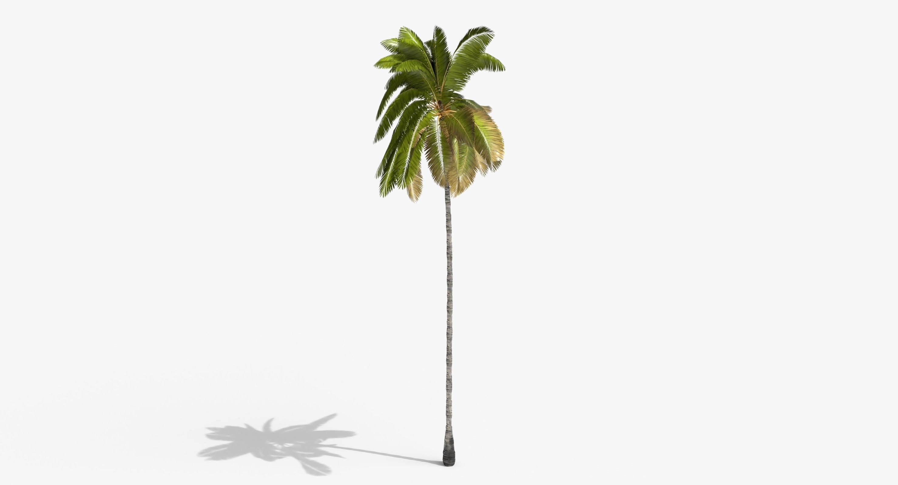 Coconut Palm Tree 3698-1 Low-poly 3D model_8