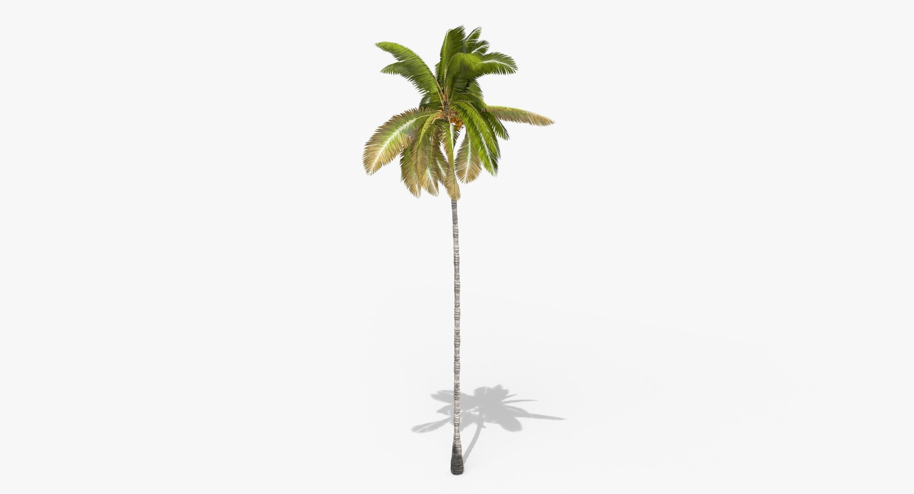 Coconut Palm Tree 3698-1 Low-poly 3D model_1