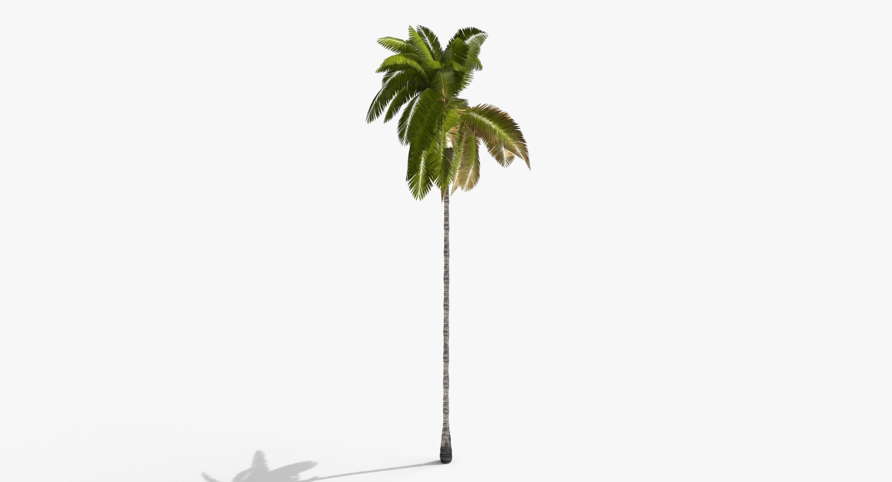 Coconut Palm Tree 3698-1 Low-poly 3D model_7