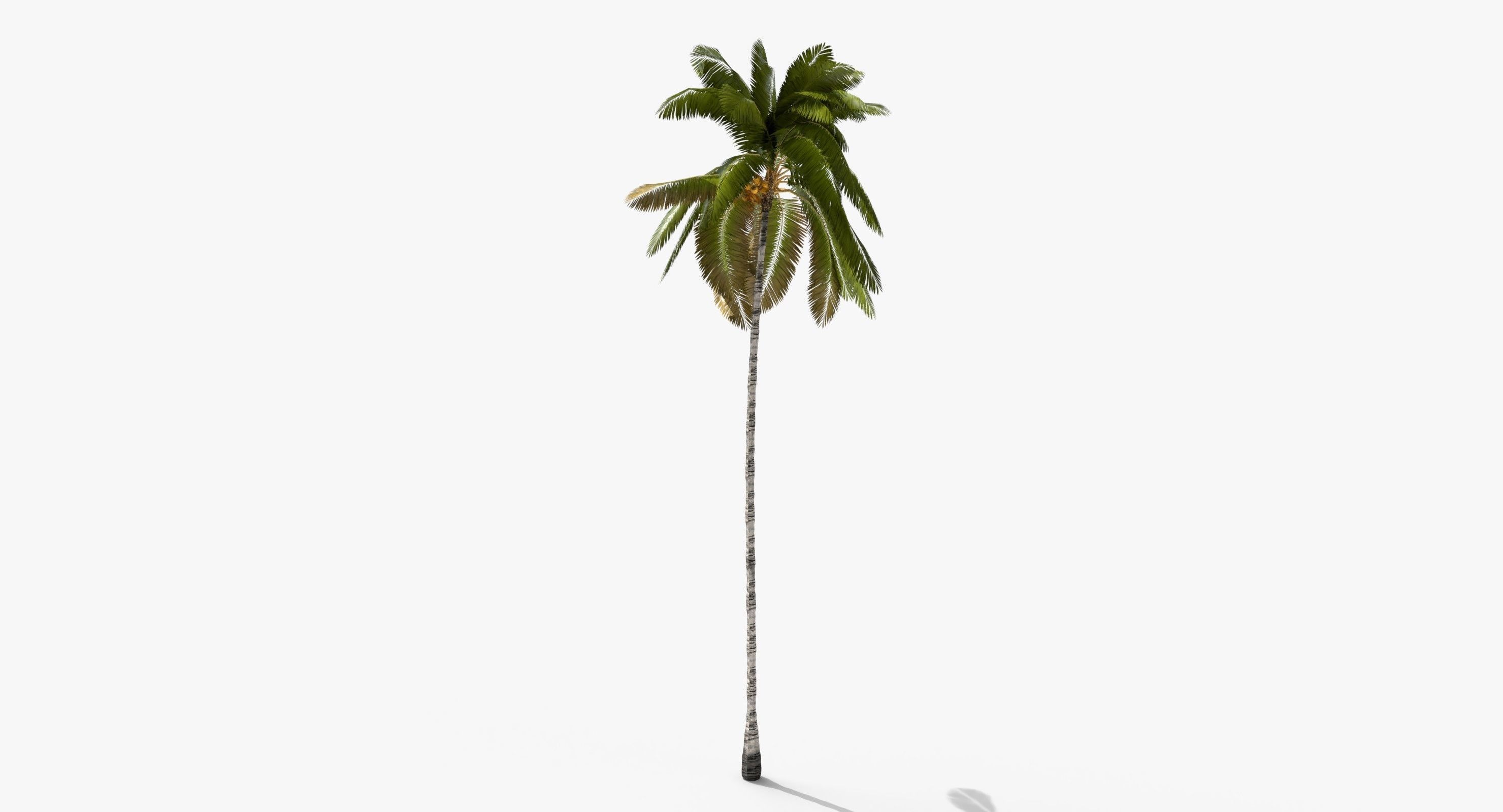 Coconut Palm Tree 3698-1 Low-poly 3D model_4