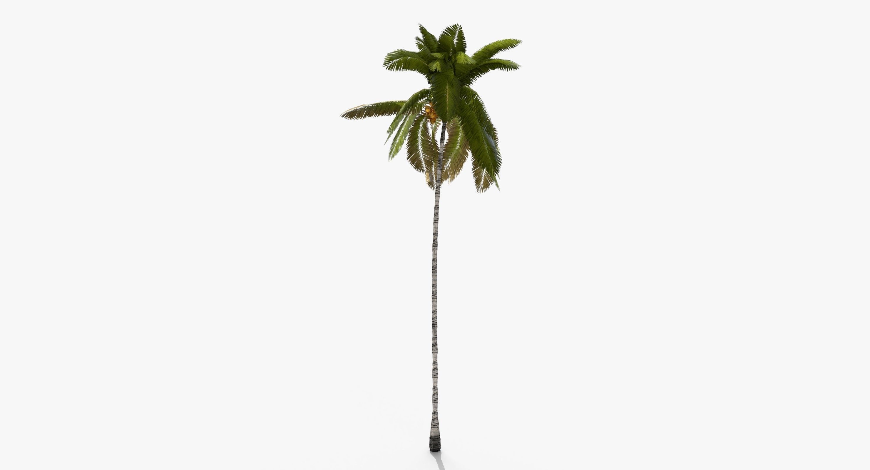 Coconut Palm Tree 3698-1 Low-poly 3D model_5