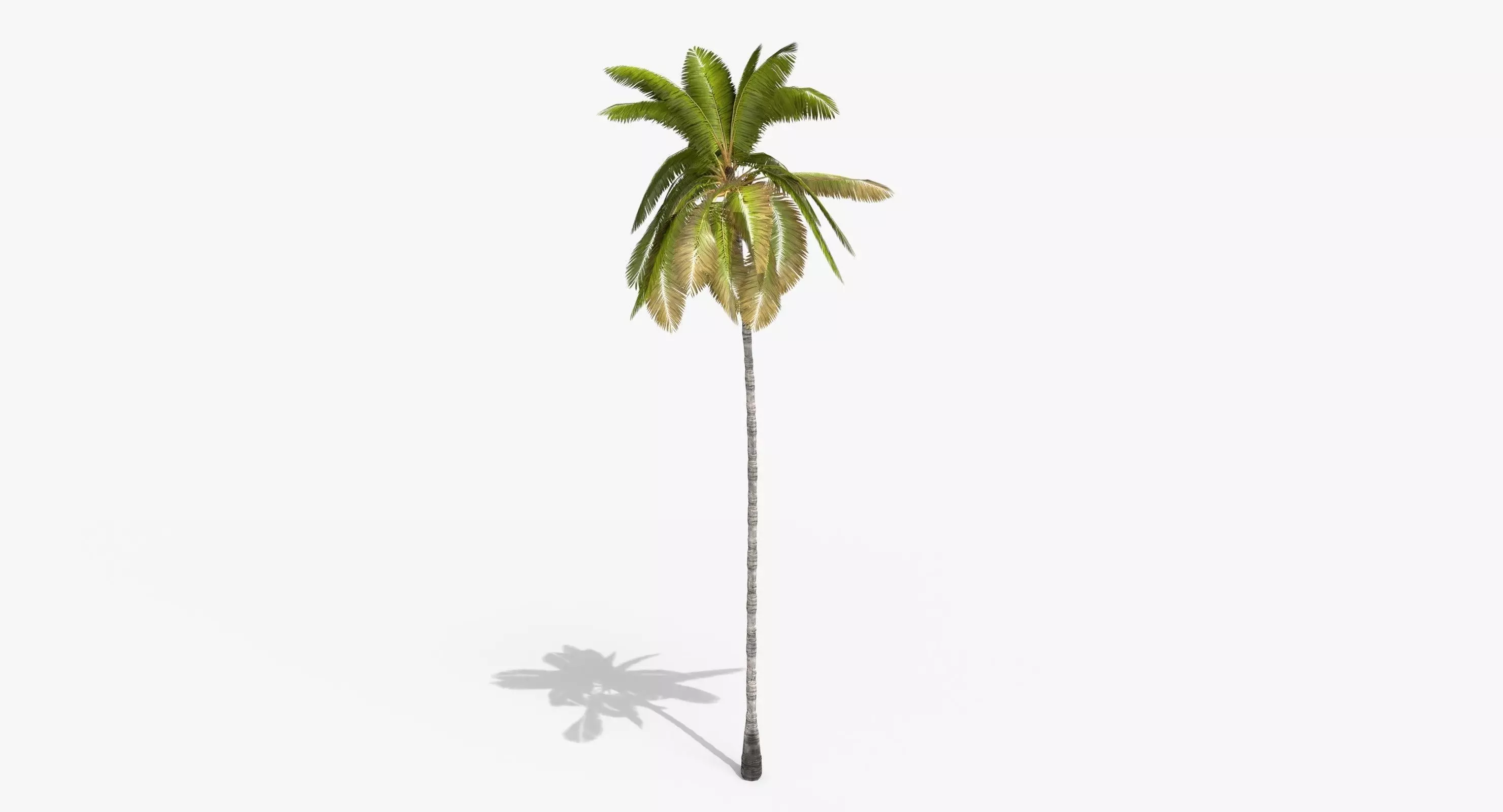 Coconut Palm Tree 3698-1 Low-poly 3D model_0