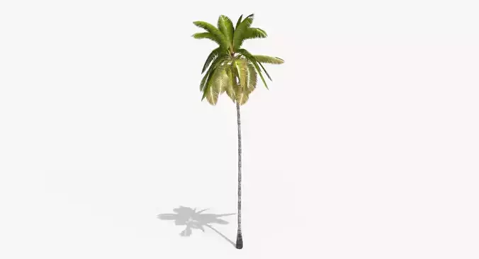 Coconut Palm Tree 3698-1 Low-poly 3D model