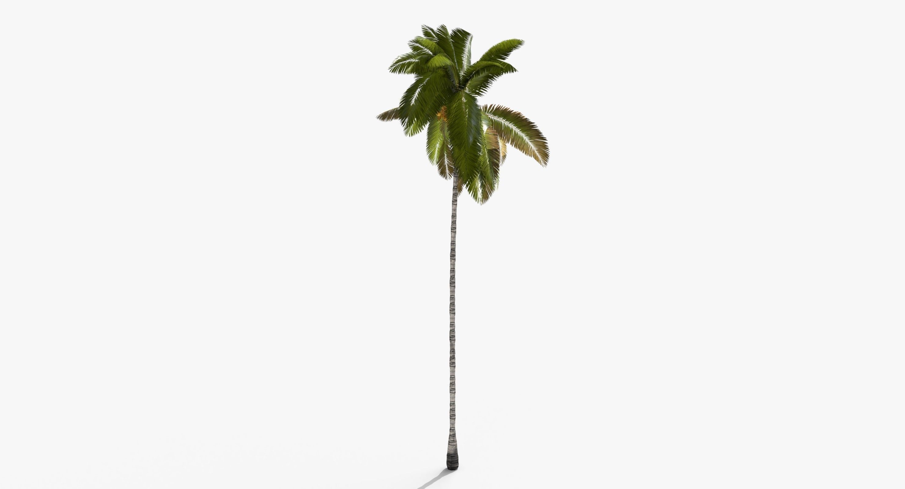 Coconut Palm Tree 3698-1 Low-poly 3D model_6