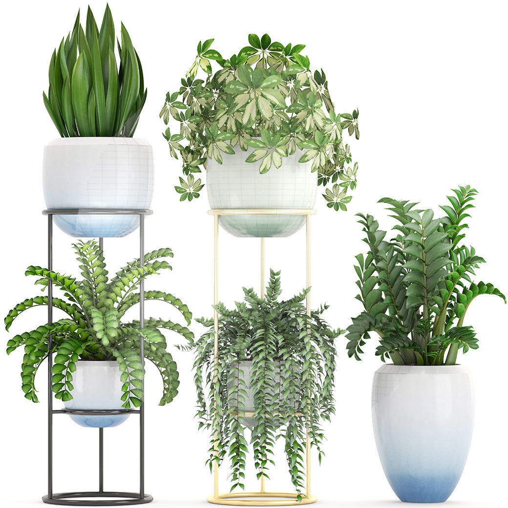 Collection plants fern plant in pot 3D model_4