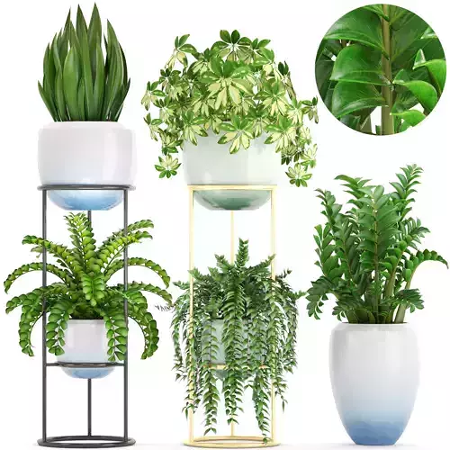 Collection plants fern plant in pot 3D model