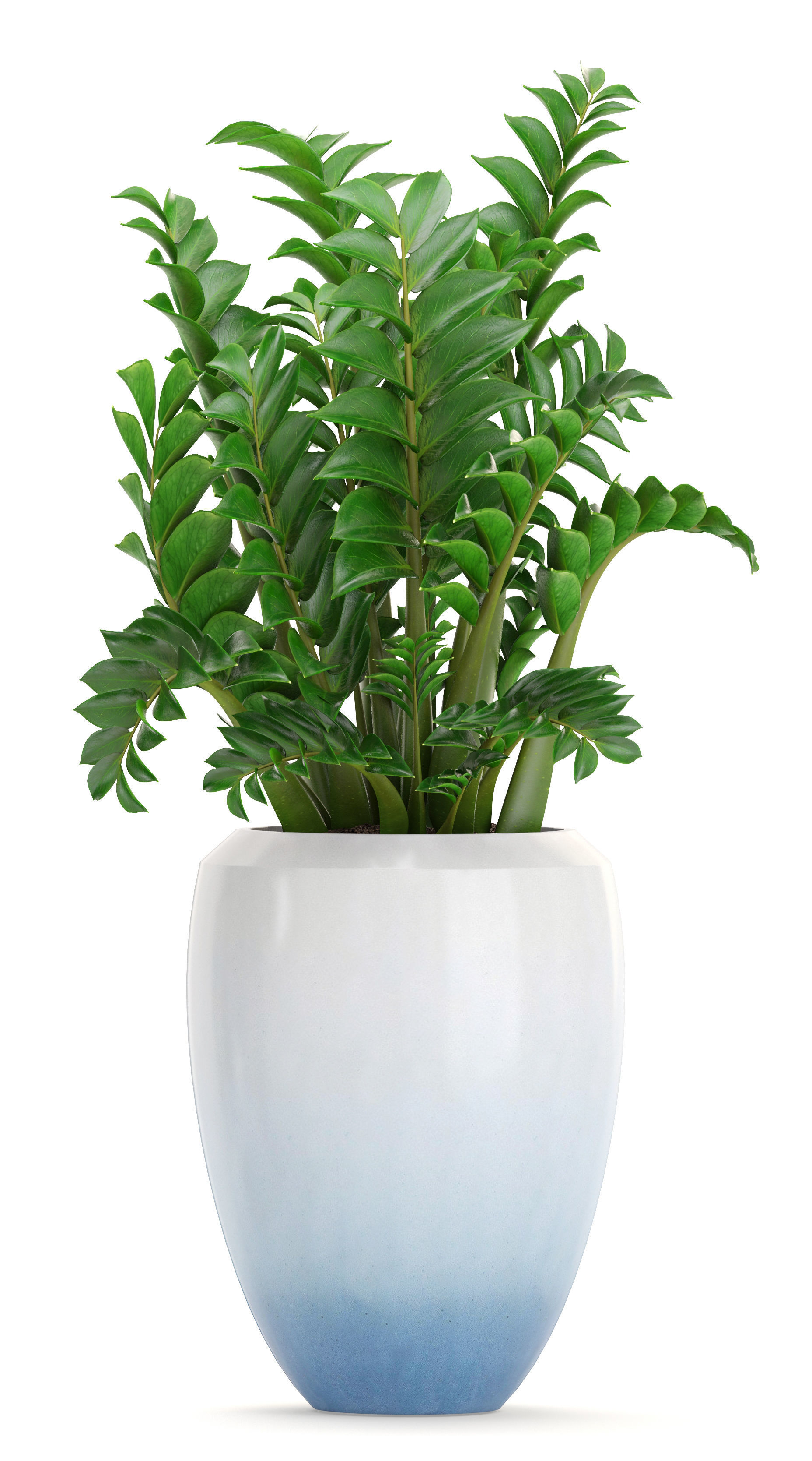 Collection plants fern plant in pot 3D model_1