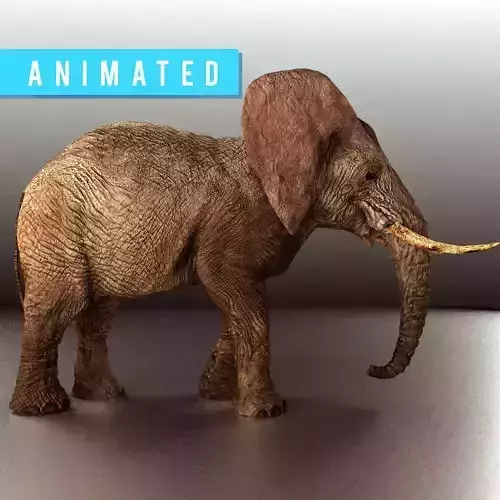 Walking Old African Elephant