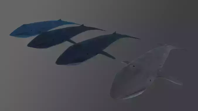 Blue whale Low and Hig poly Low-poly 3D model