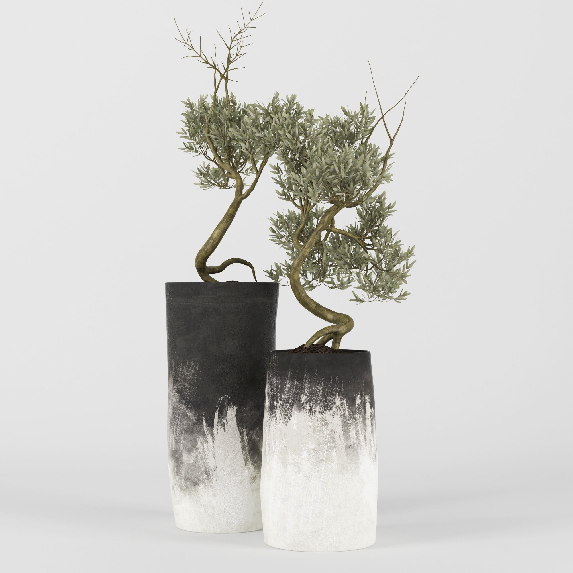 Olive Tree 3D model_3