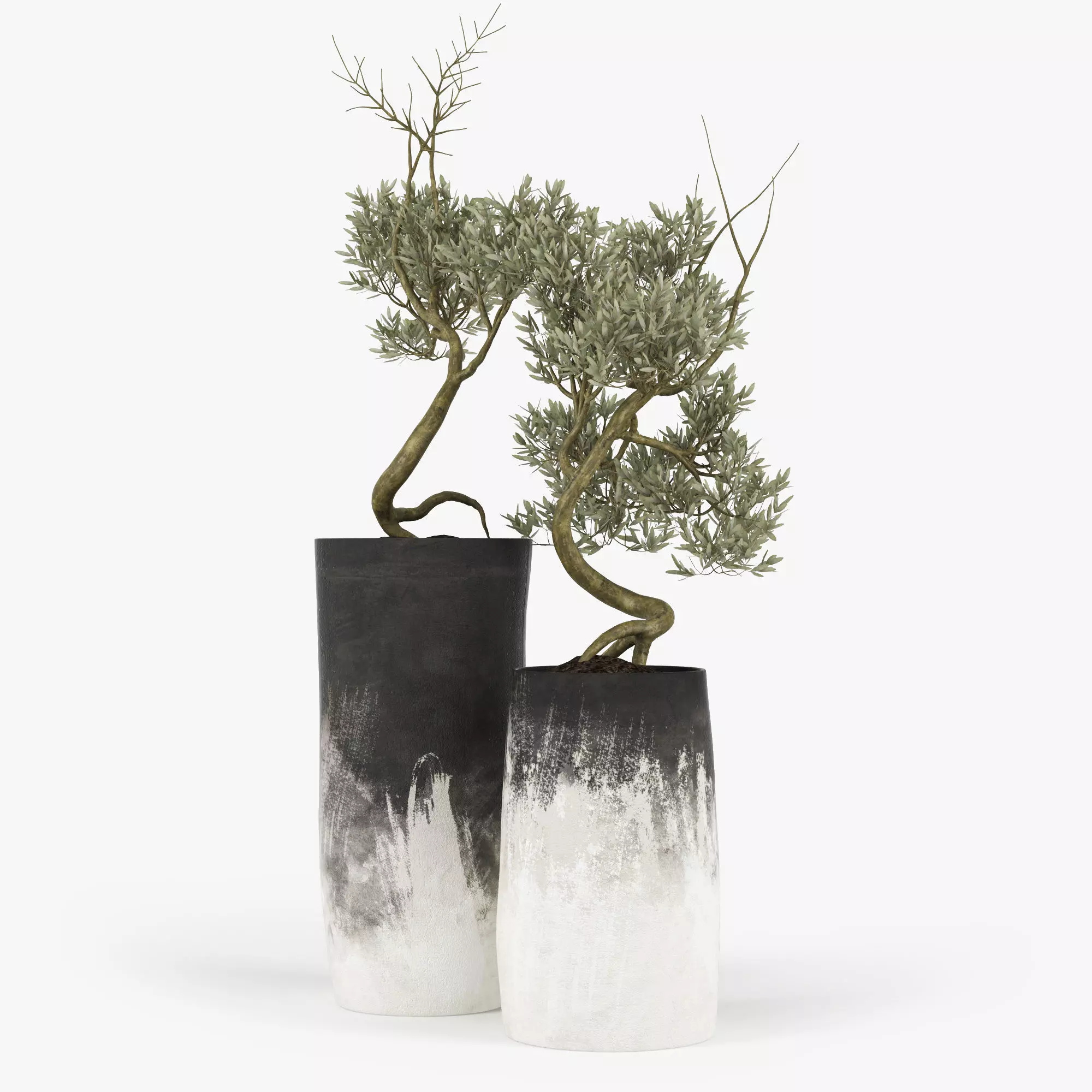 Olive Tree 3D model_0