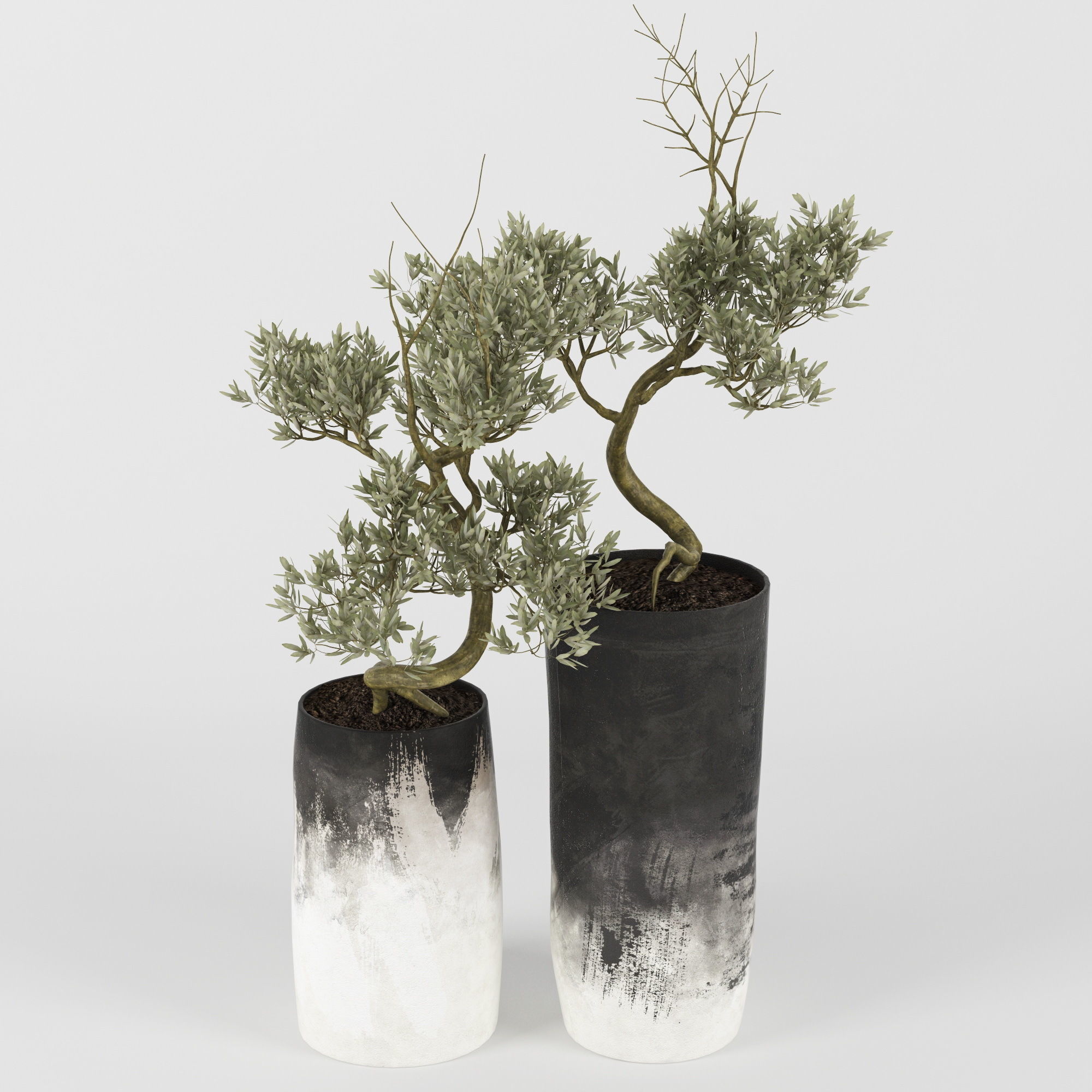 Olive Tree 3D model_4