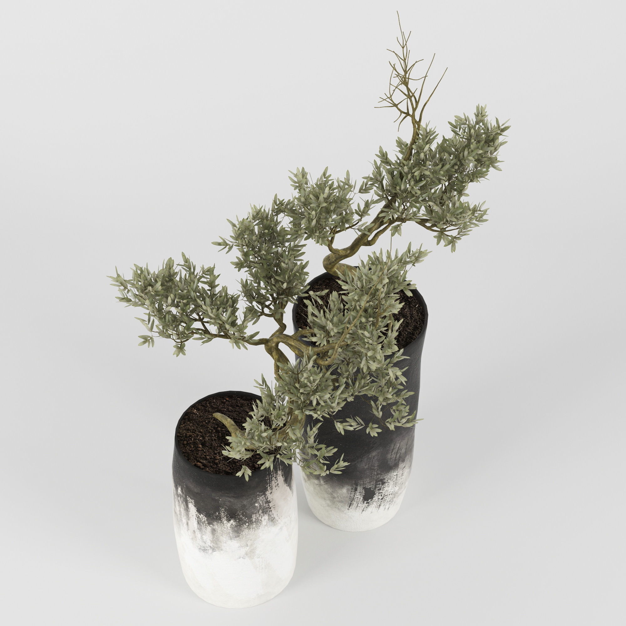 Olive Tree 3D model_2