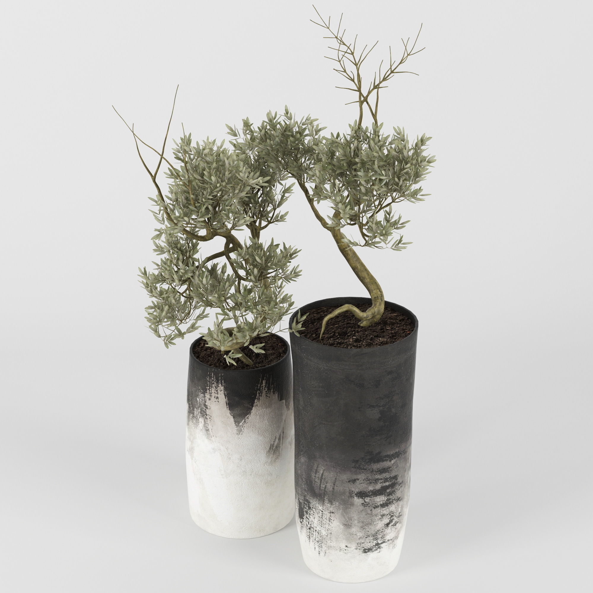 Olive Tree 3D model_1