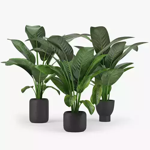 Tropical three plants pots